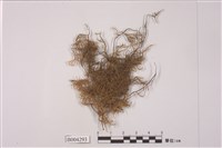 藏品(多枝羽蘚)的圖片